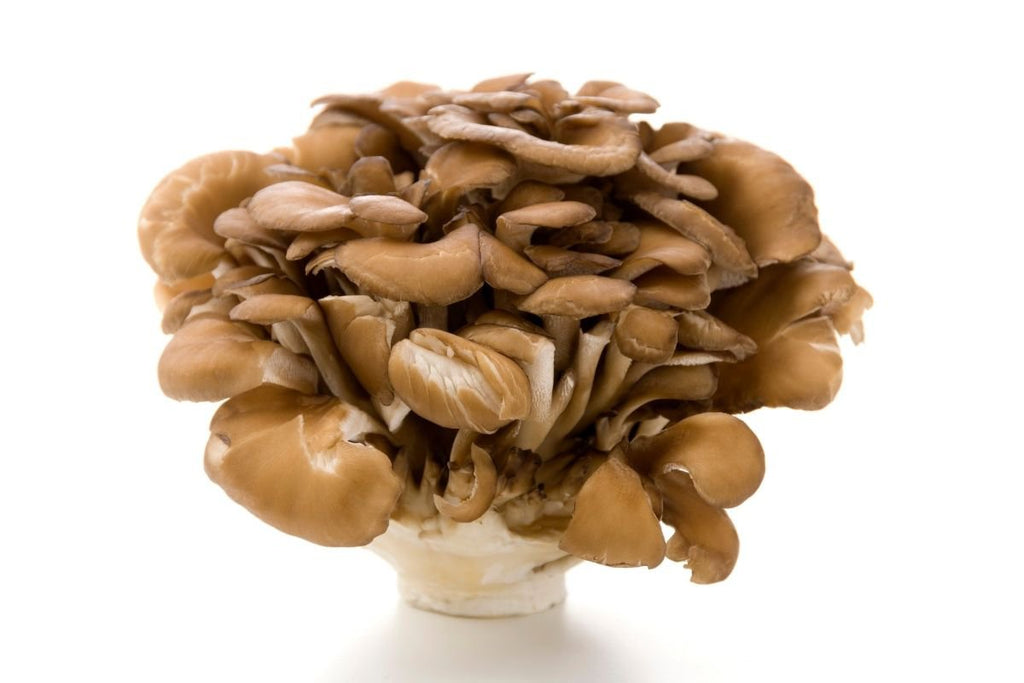 Maitake Mushroom What Are the Health Benefits and Side Effects?