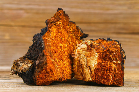 Chaga Mushroom Australia