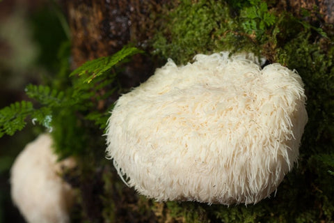 Does Lion's Mane Mushroom Have Side Effects?