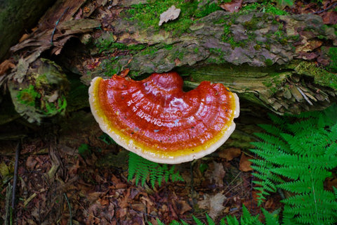Does Reishi Mushroom Help With Hair Loss?