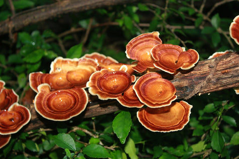 Does Reishi Mushroom Increase Testosterone?
