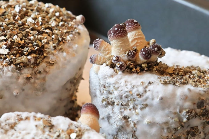 How Do You Start A Mushroom Growing Kit?