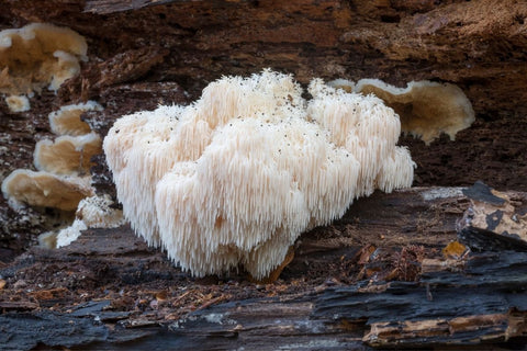 How Long Does It Take For Lion’s Mane To Work?