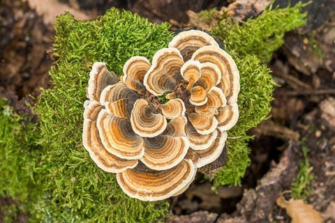 Turkey Tail Mushroom benefits and uses