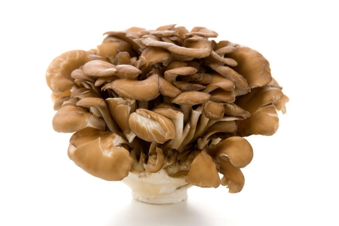 Maitake Mushroom: What Are the Health Benefits and Side Effects?
