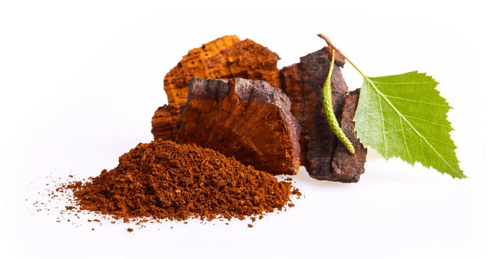Chaga Mushroom Health Benefits: From Extract, Coffee, and Tea