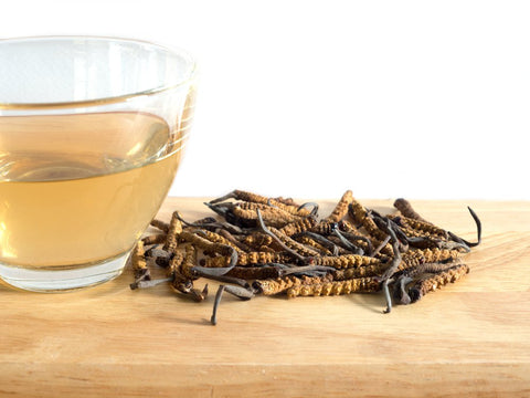 What Is Cordyceps Extract?