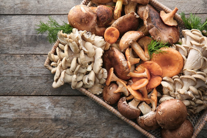 What Are the Best Mushroom for Anxiety and Depression?