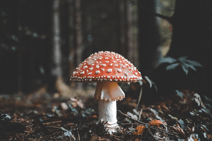 The Key Parts Of A Mushroom: Understanding Mushroom Anatomy