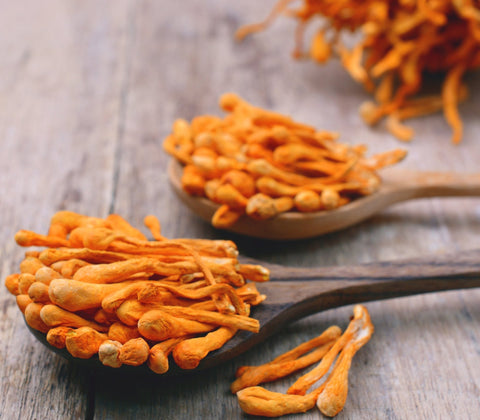Cordyceps Fungus