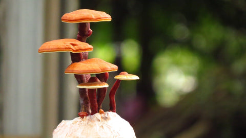 Reishi Mushroom Benefits For Skin