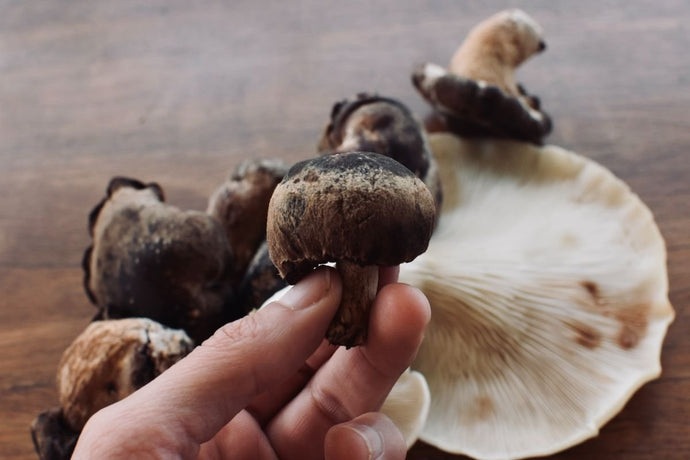 The 7 Best Mushroom Supplements [For All Budgets]
