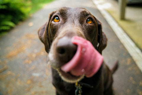 15 Reasons Why You Should Add Mushrooms To Your Dogs Diet