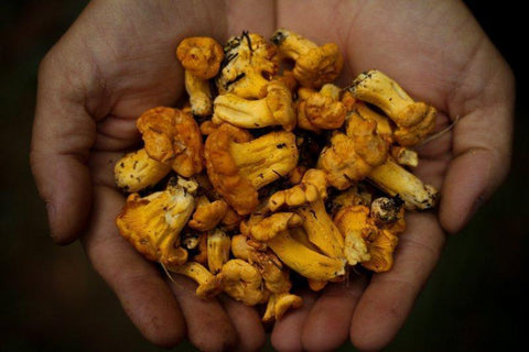 Medicinal Mushrooms: The Definitive Guide - Benefits, Types and How to Use Them.