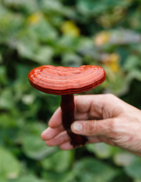 SuperFeast Shen Blend Review – Calm Mind & Restful Sleep Support