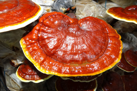 full grown reishi or lingzhi growing in grow bags