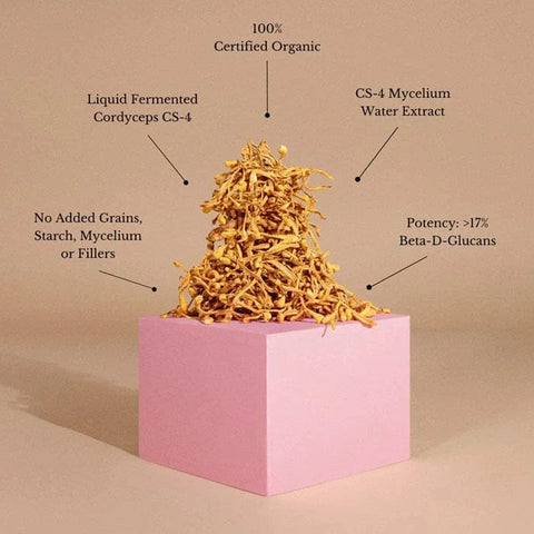 Cordyceps Mushroom Powder for Natural Energy – A Teelixir Cordyceps Review