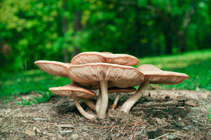 11 Amazing Facts About Mushrooms You Can't Miss Out On