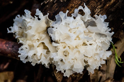 Tremella Mushroom Review: SuperFeast Beauty & Skin Benefits