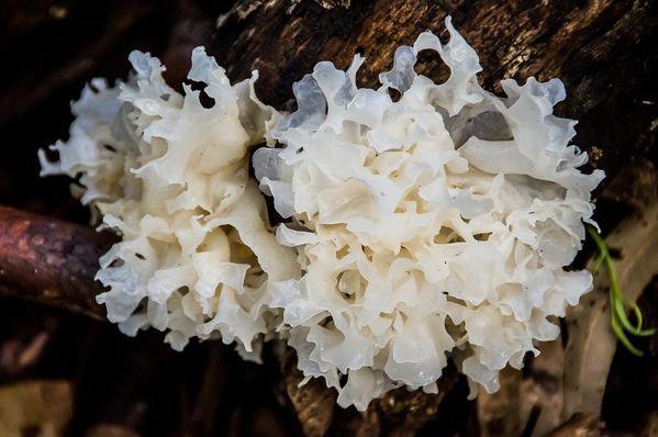 The Top 8 Tremella Mushroom Benefits (Fuciformis or White Jelly)