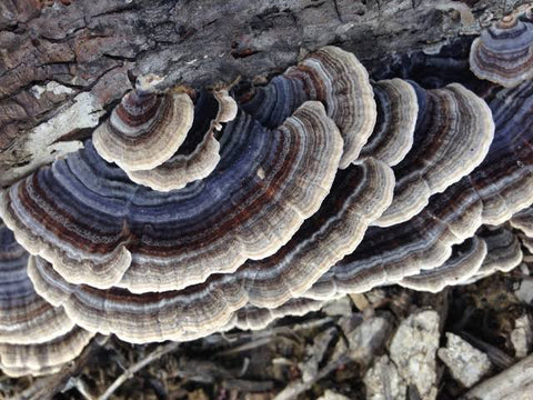 SuperFeast Turkey Tail Review – Immune & Gut Health Benefits