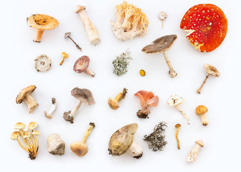 Should I Take Mushroom Supplements?