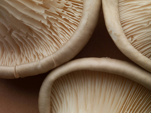 Close-up view of the gills on the underside of three light beige mushrooms showing fine textures and delicate folds.